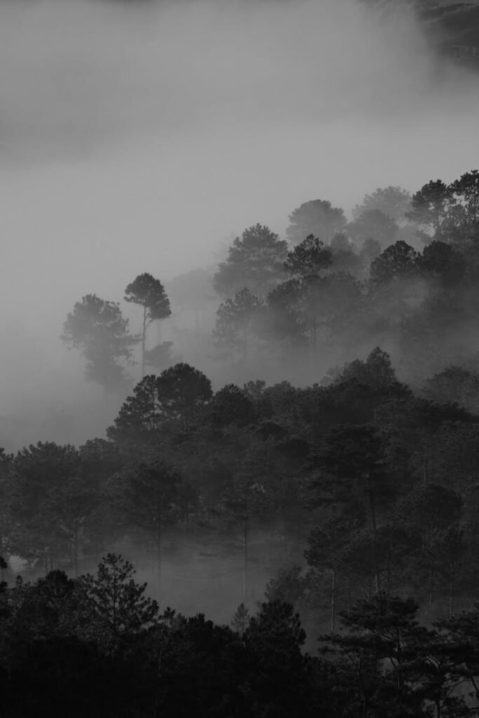 Explore this black and white photo of a misty forest, capturing atmospheric fog and serene nature.