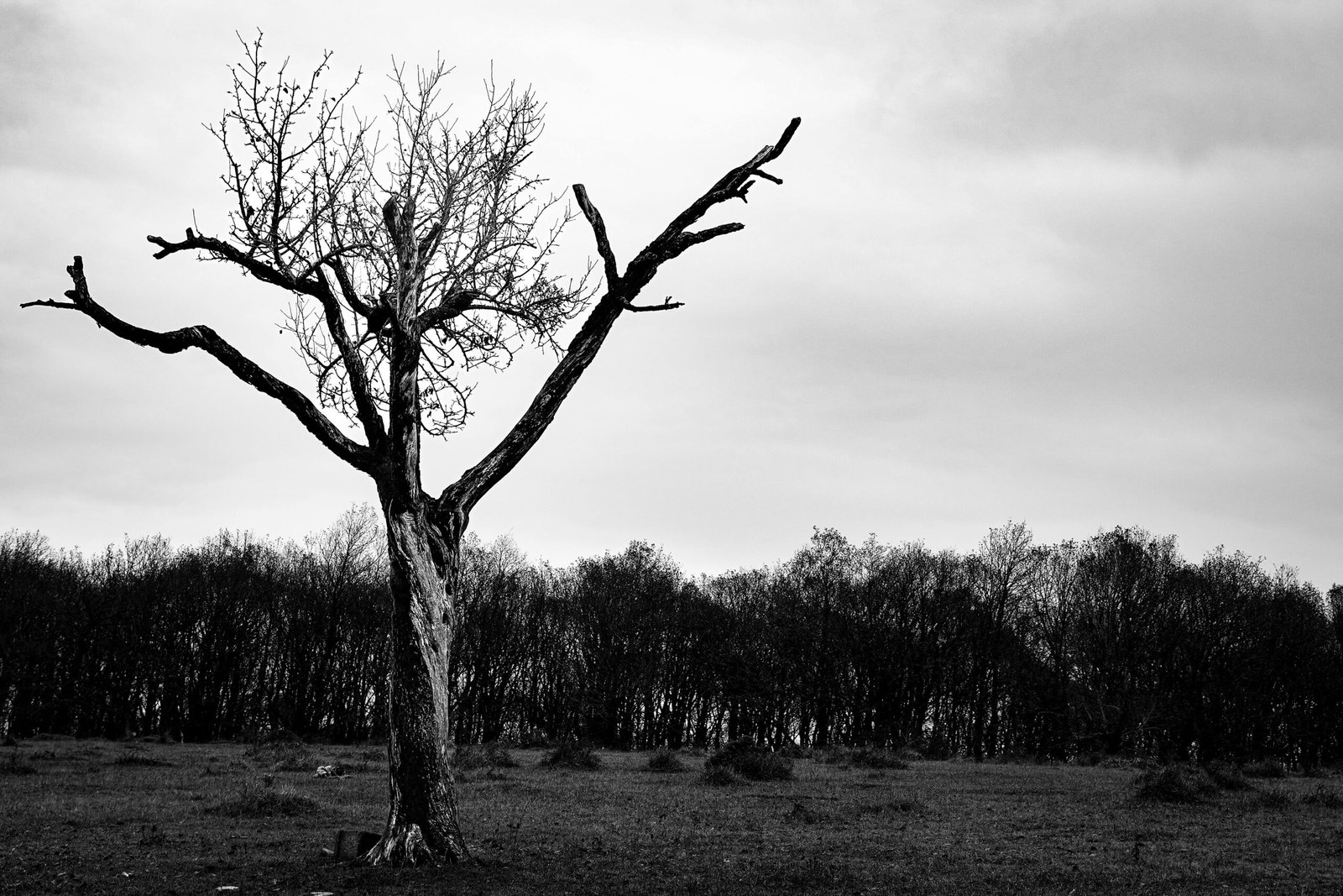 A striking black and white photo of a solitary tree against a forest backdrop in Bolu, Türkiye.